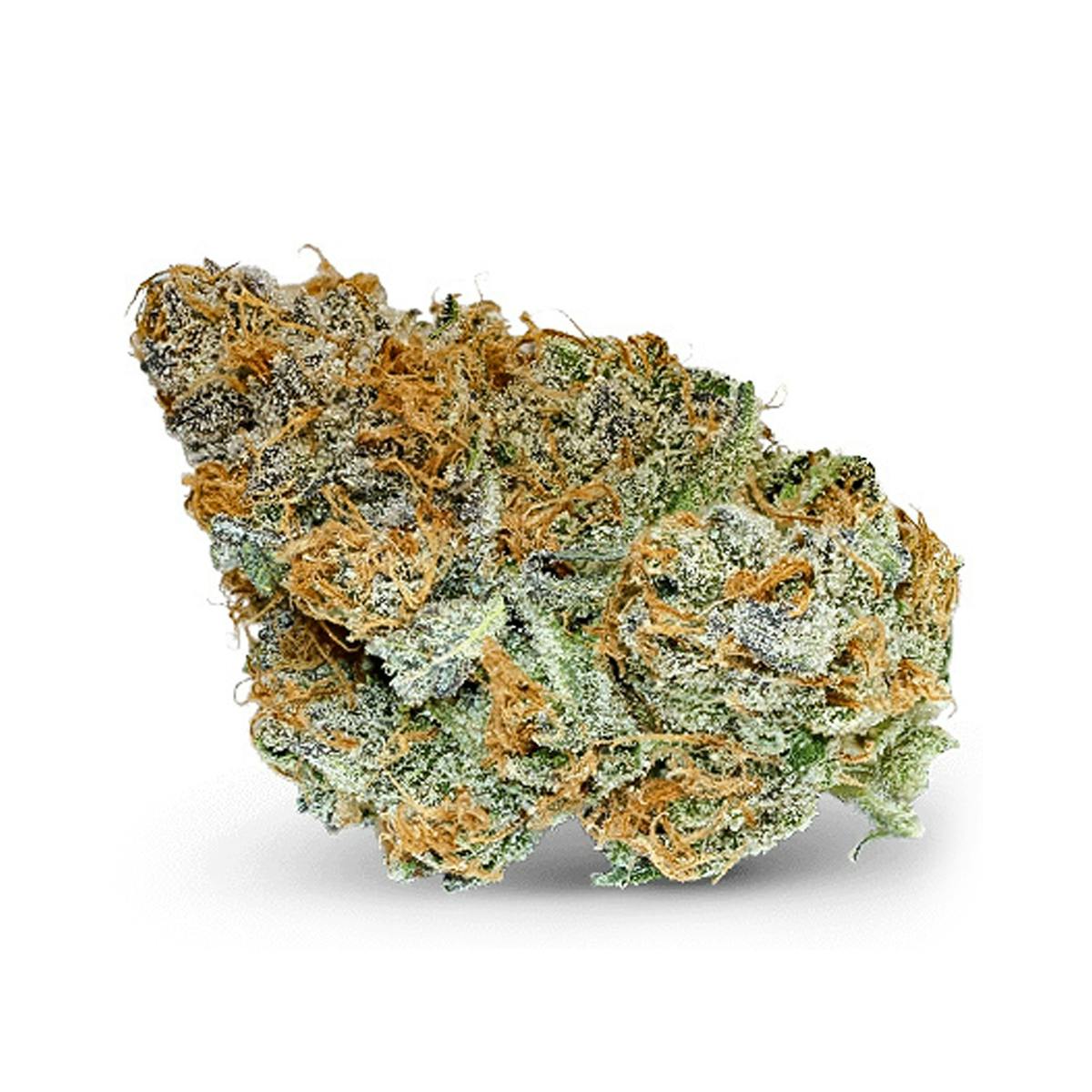 Theory Wellness - Jilly Bean - 1