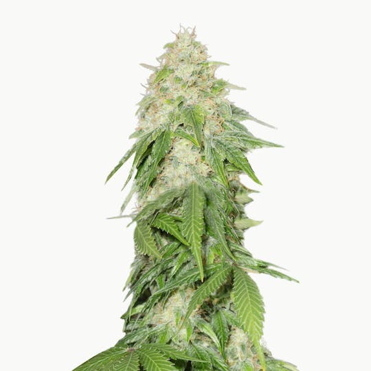 Medical Seeds - Some Sweet - 1