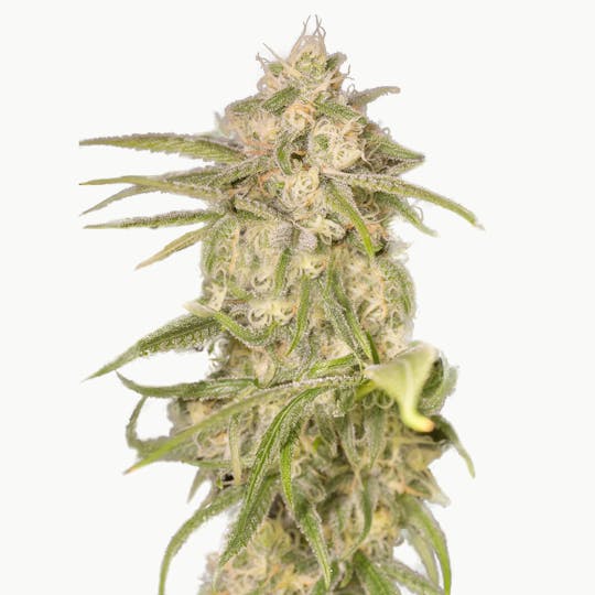 Medical Seeds - No Name Auto - 1
