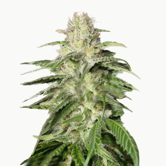 Medical Seeds - OG Kush CBD - 1