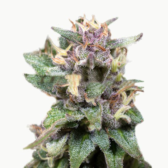 Medical Seeds - Blue Hell Auto - 1