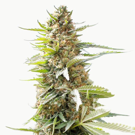 Medical Seeds - Over Dawg - 1