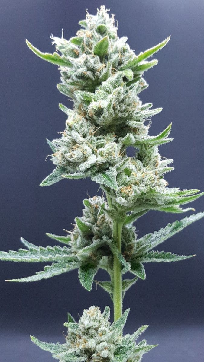 Ibiza Seeds - Noor - 1