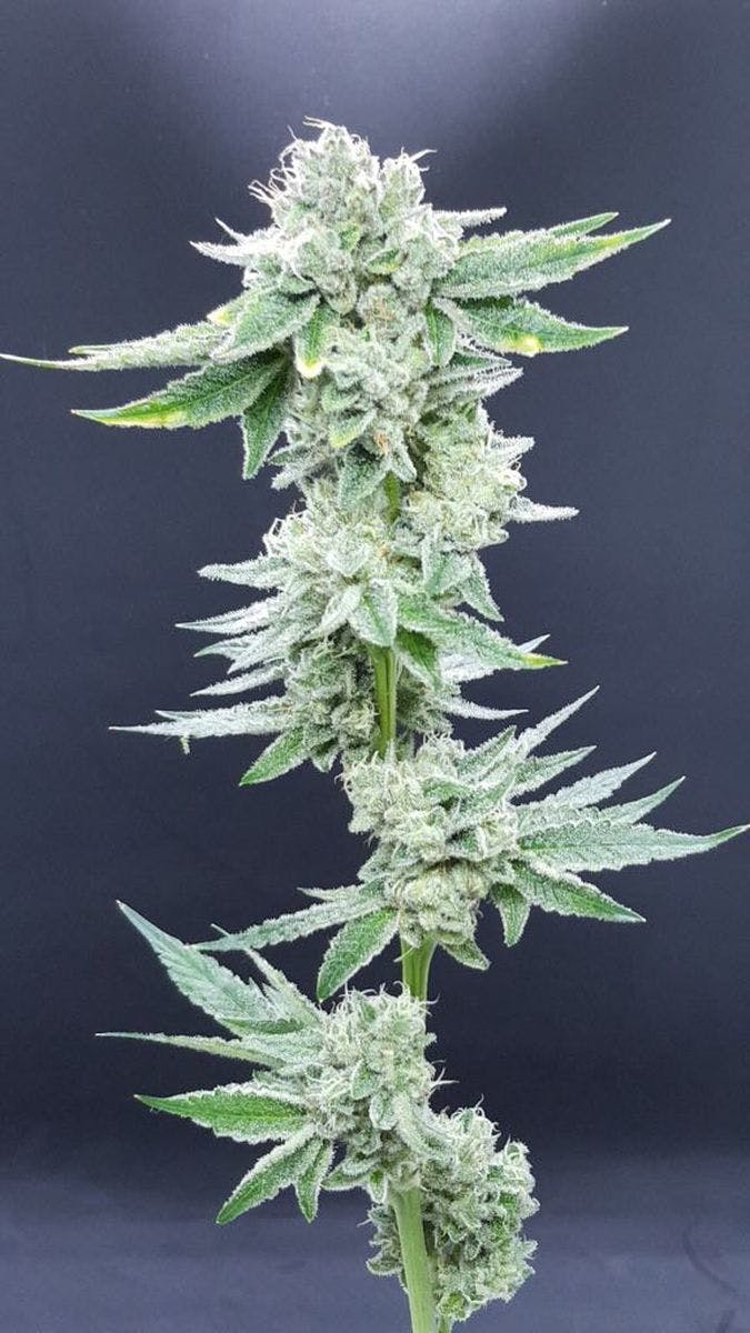 Ibiza Seeds - Snowflake - 1