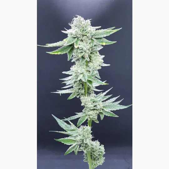 Ibiza Seeds - Snowflake - 1