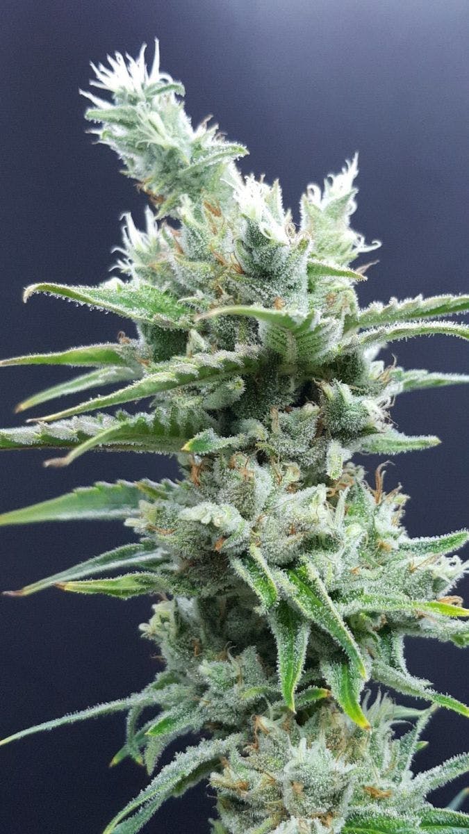 Ibiza Seeds - Amnesia Ibiza Haze - 1