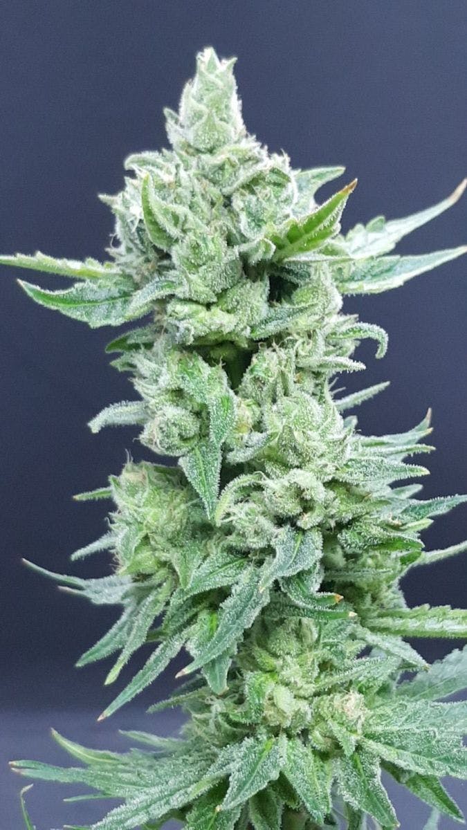 Ibiza Seeds - Betty's Candy - 1