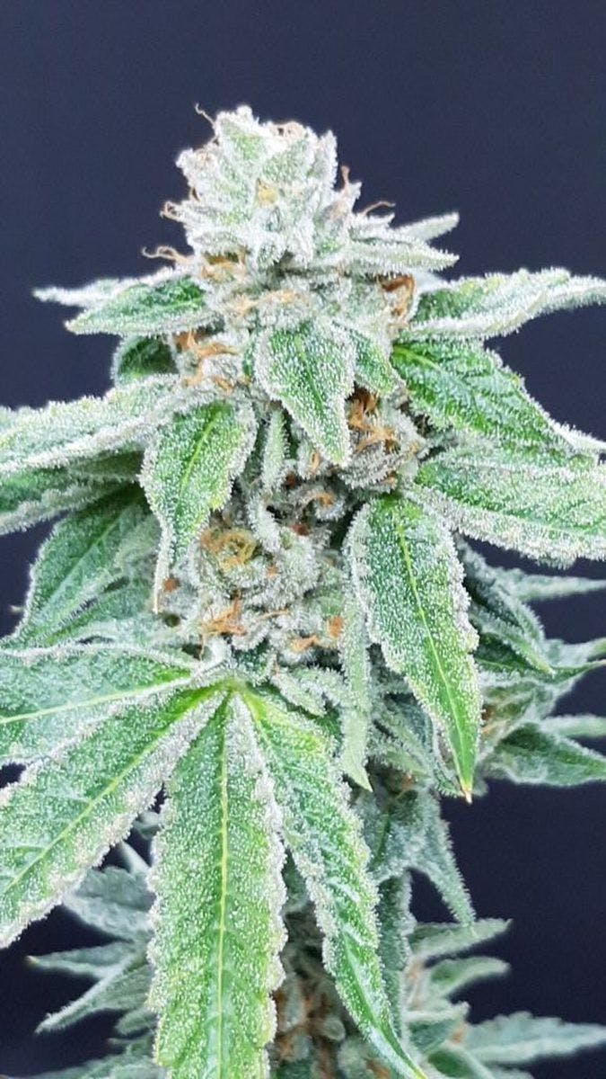 Ibiza Seeds - Lemonade Sherbert - 1