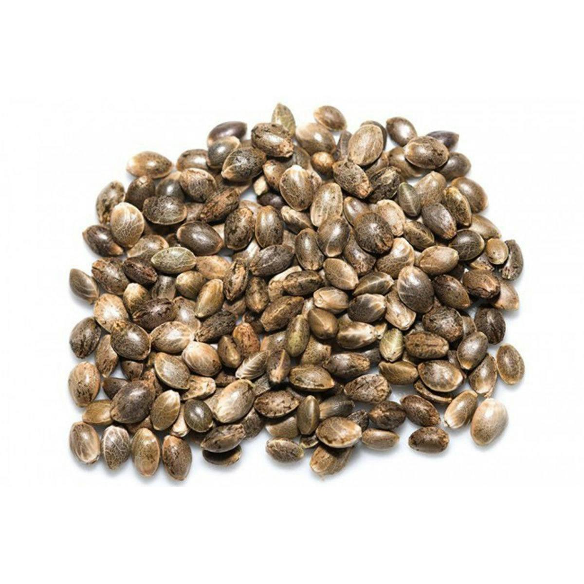 Seeds24.at - AK 47 Bulk (Feminisiert) - 1