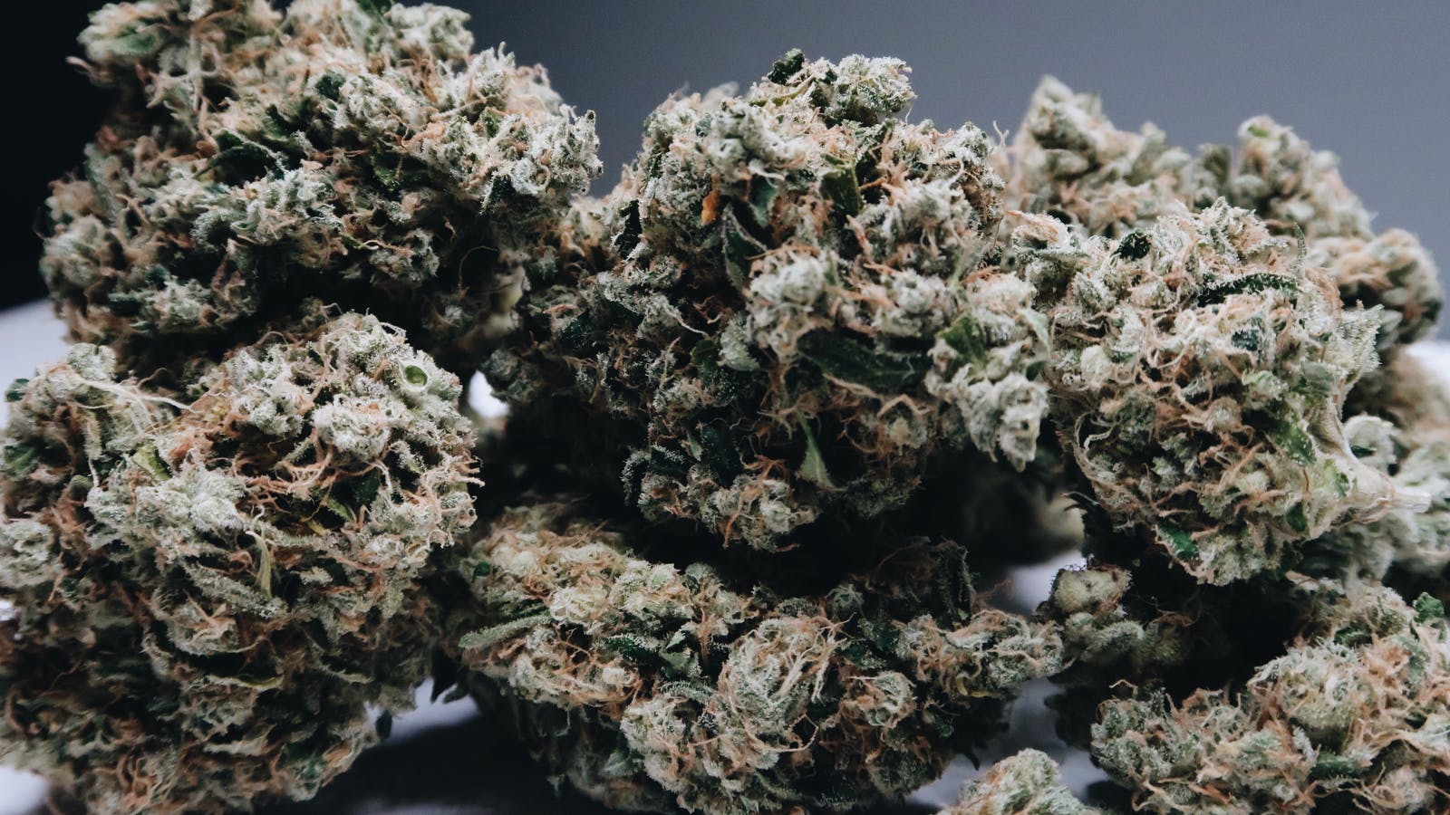 High Tide Organics - Orange Diesel - 1