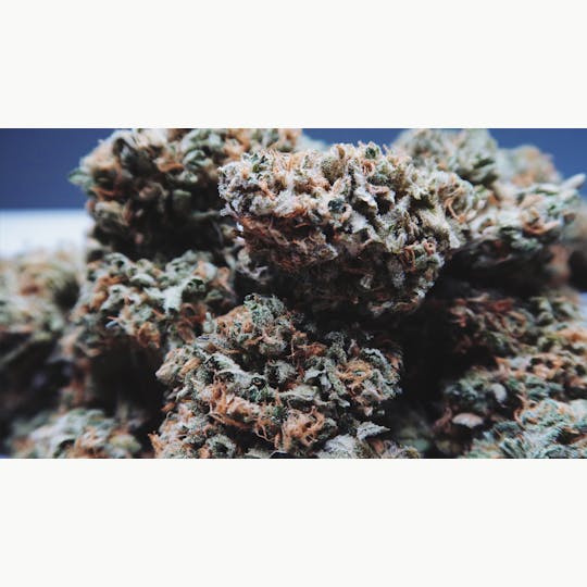High Tide Organics - Blue Dream - 1