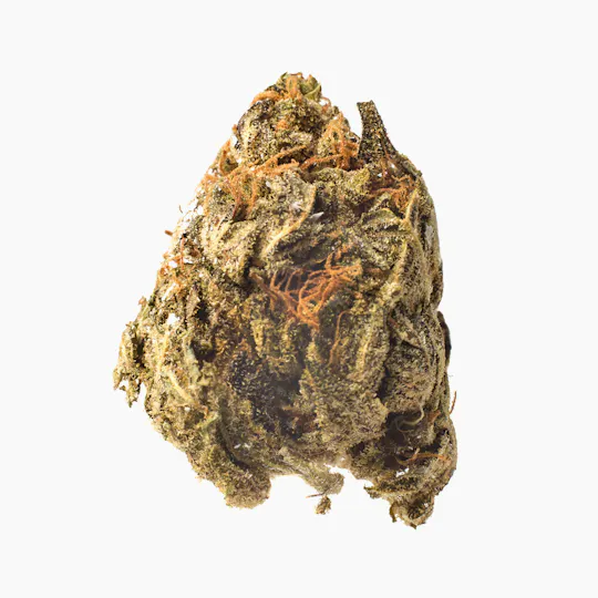 Meeting MaryJane - Great White Shark - 1