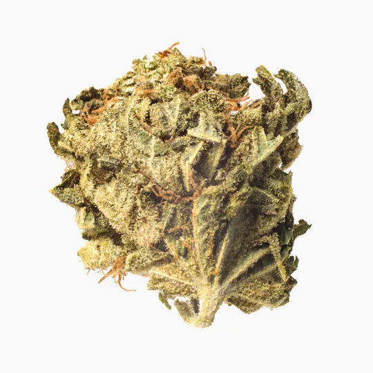 Meeting MaryJane - Nova - 1