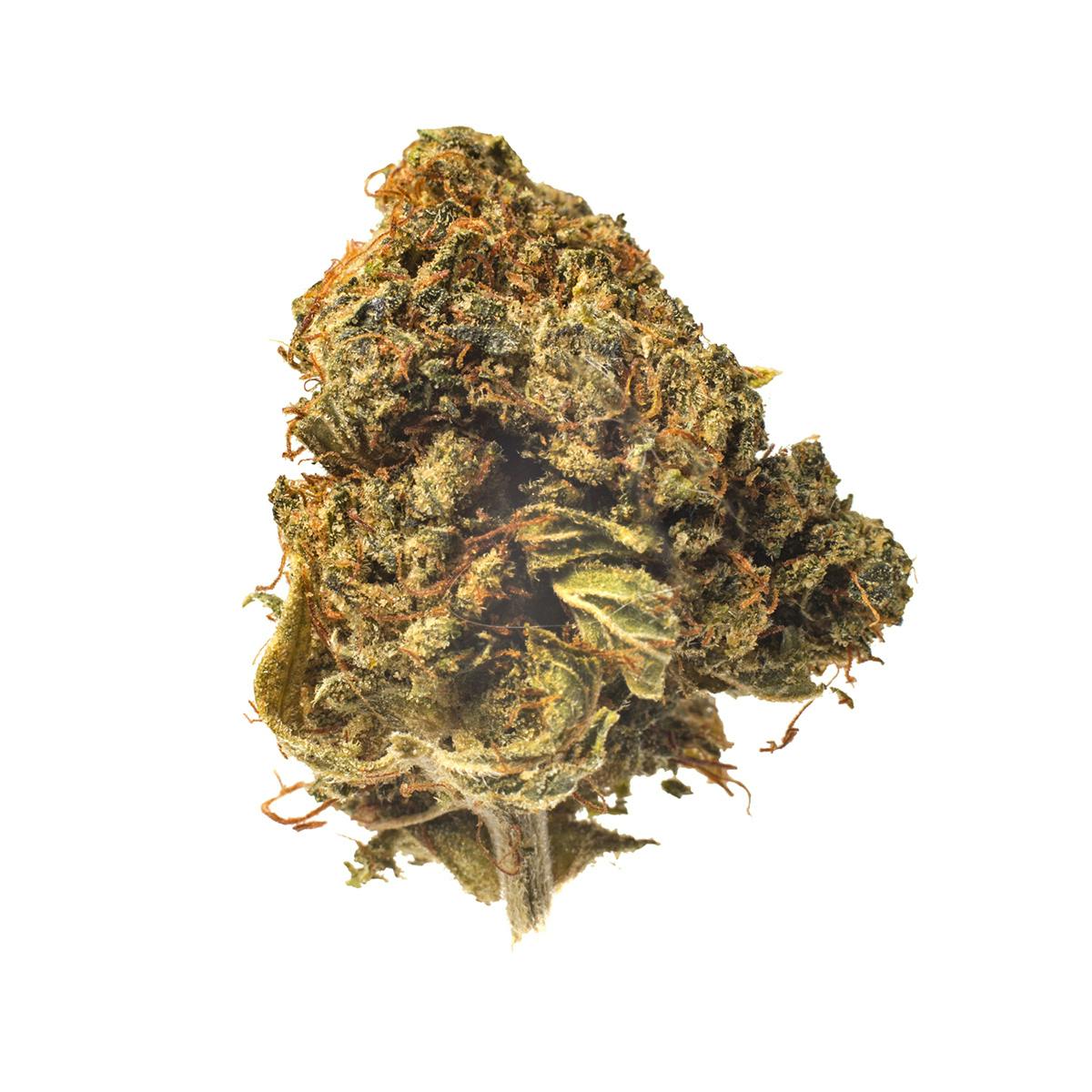 Meeting MaryJane - Snowland - 1