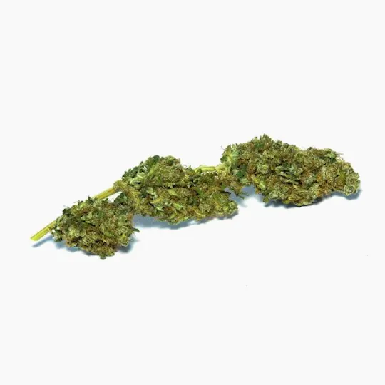 Terra Lab - Frosty Jack - 1