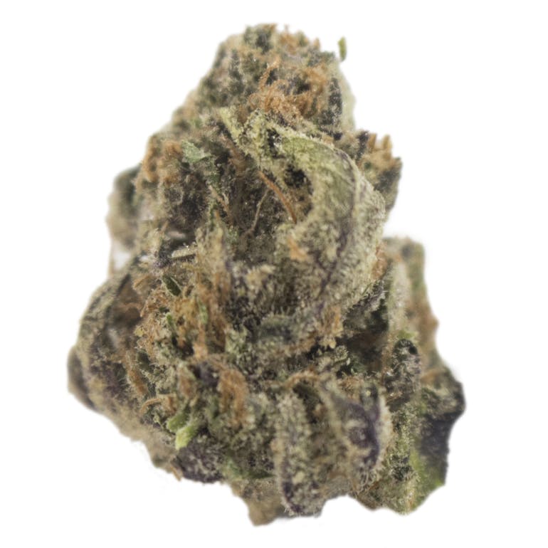 Aurora Blaze - Blue Gorilla - 1