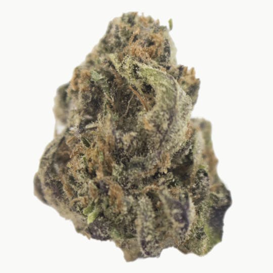 Aurora Blaze - Blue Gorilla - 1