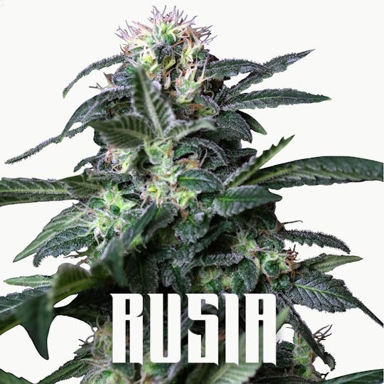 Gea Seeds - RUSIA - 1