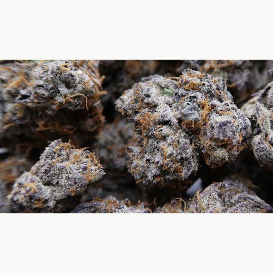 High Tide Organics - Julius Cesar - 1