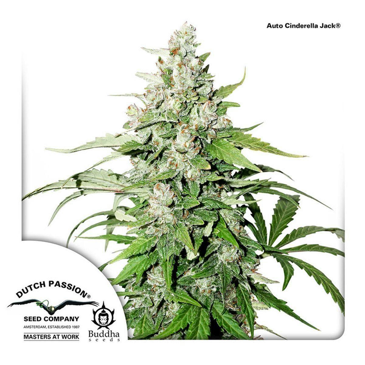 Dutch Passion Seed Company - Auto Cinderella Jack - 1