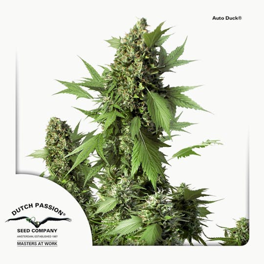 Dutch Passion Seed Company - Auto Duck® - 1