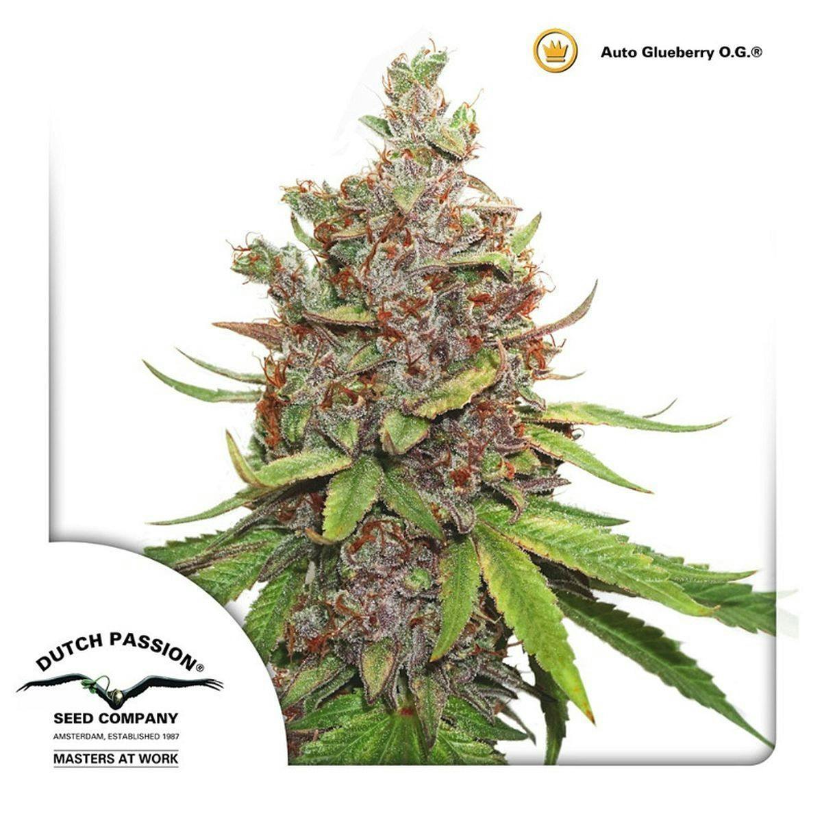 Dutch Passion Seed Company - Auto Glueberry O.G. - 1