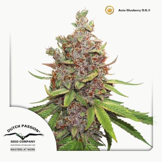 Dutch Passion Seed Company - Auto Glueberry O.G. - 1