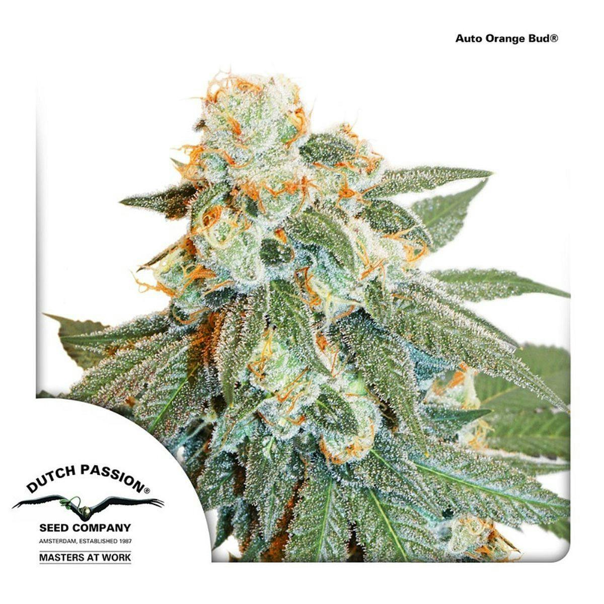 Dutch Passion Seed Company - Auto Orange Bud - 1