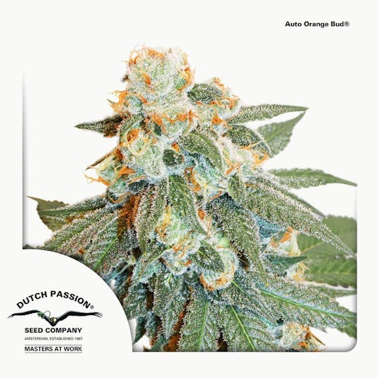 Dutch Passion Seed Company - Auto Orange Bud - 1