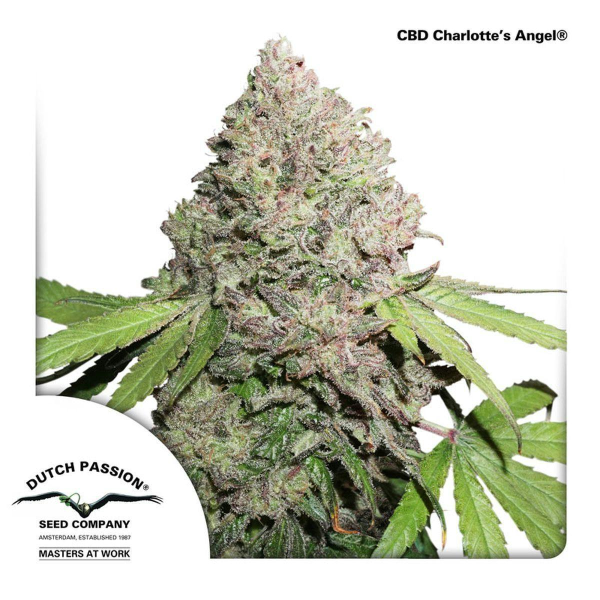 Dutch Passion Seed Company - CBD Auto Charlotte’s Angel® - 1