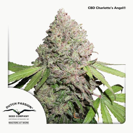 Dutch Passion Seed Company - CBD Auto Charlotte’s Angel® - 1
