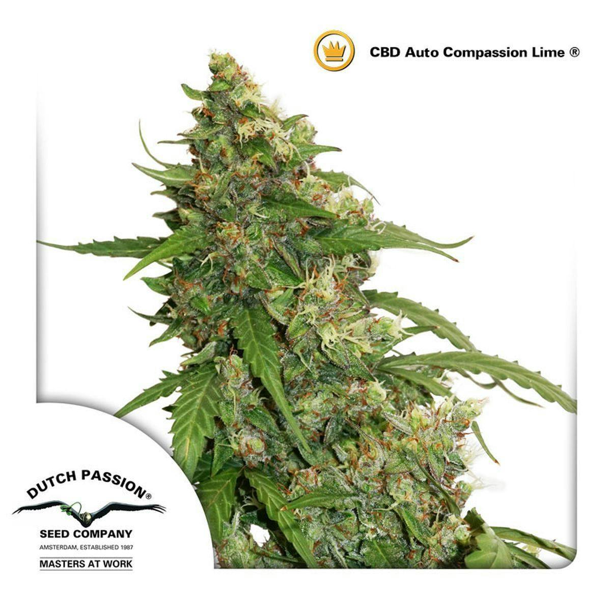 Dutch Passion Seed Company - CBD Auto Compassion Lime® - 1