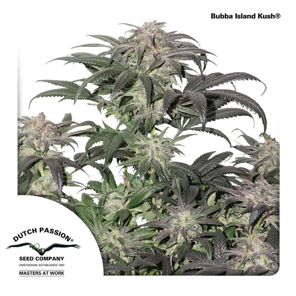 Dutch Passion Seed Company - Bubba Island Kush ® - 1