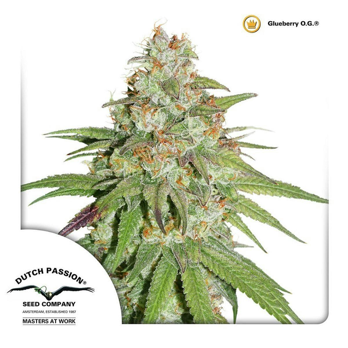Dutch Passion Seed Company - Glueberry O.G. - 1