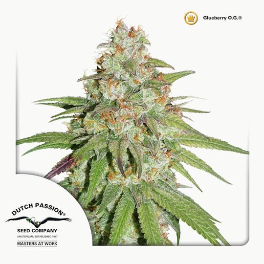 Dutch Passion Seed Company - Glueberry O.G. - 1