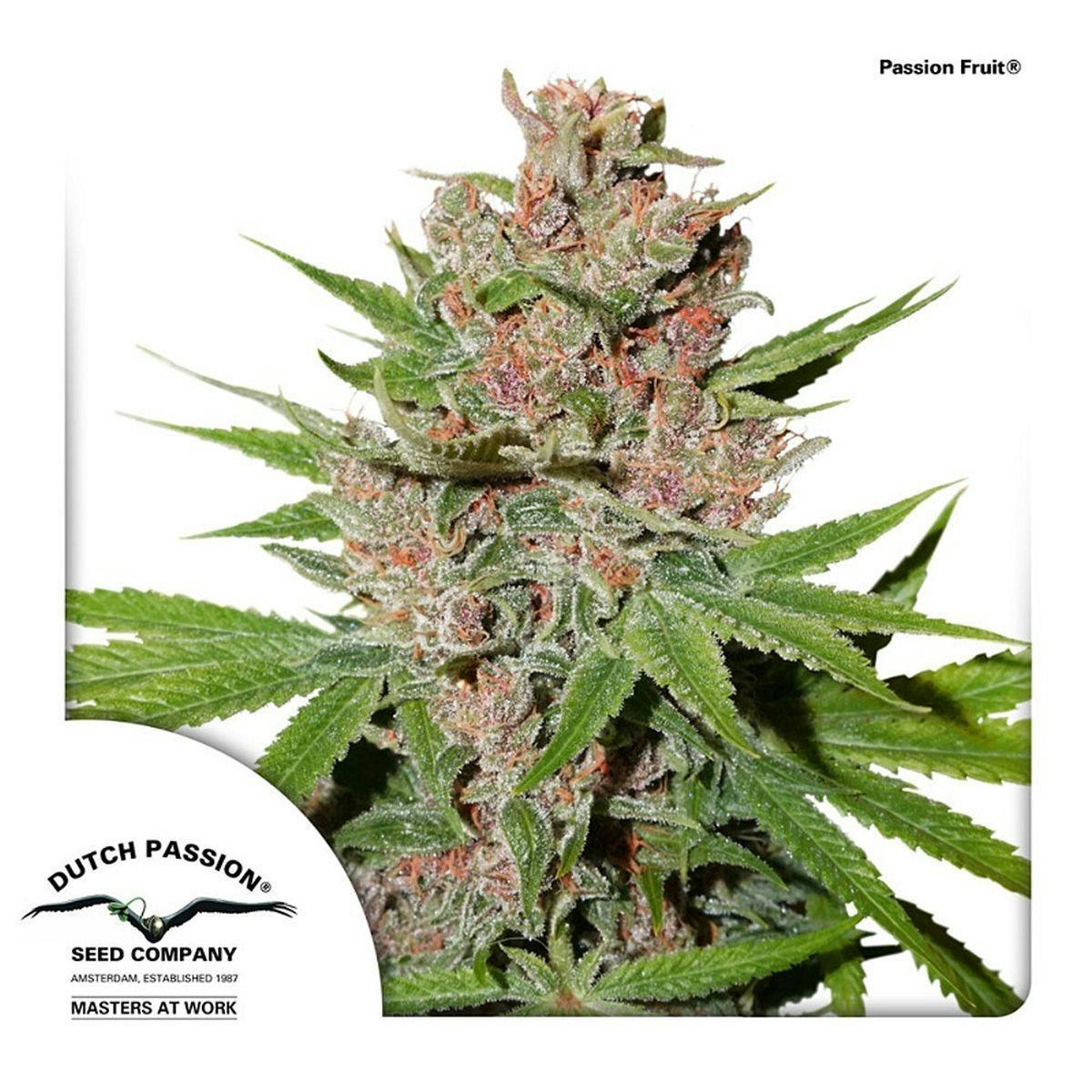 Dutch Passion Seed Company - Passion Fruit® - 1