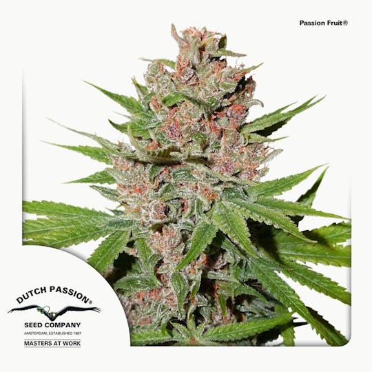 Dutch Passion Seed Company - Passion Fruit® - 1