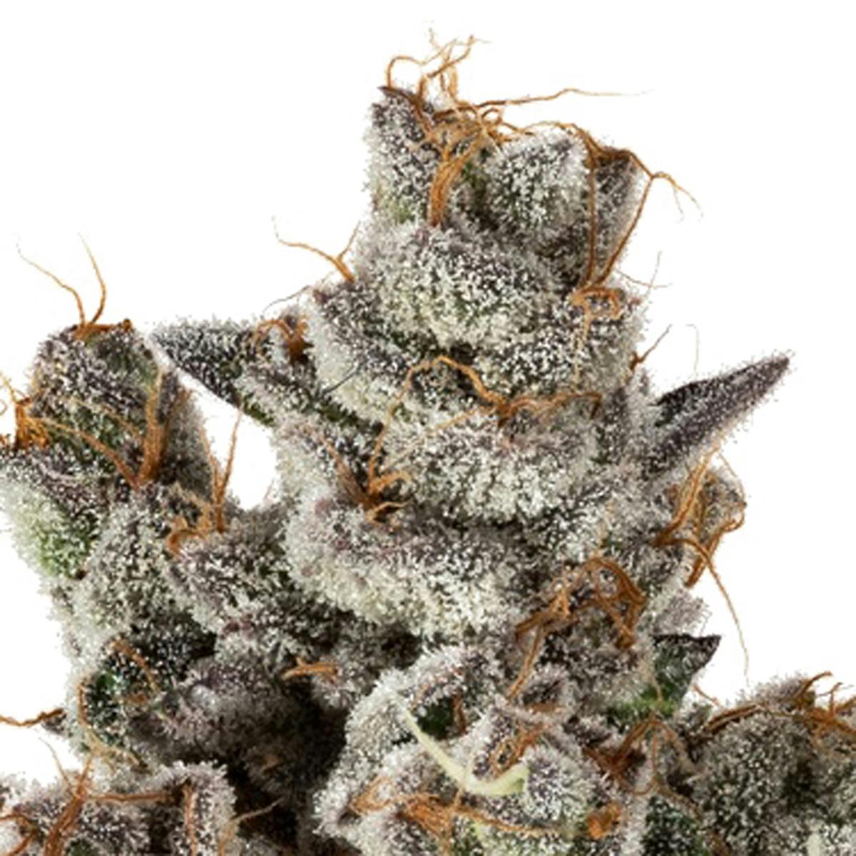 Eugreen Horticulture - Now n' Later - 1