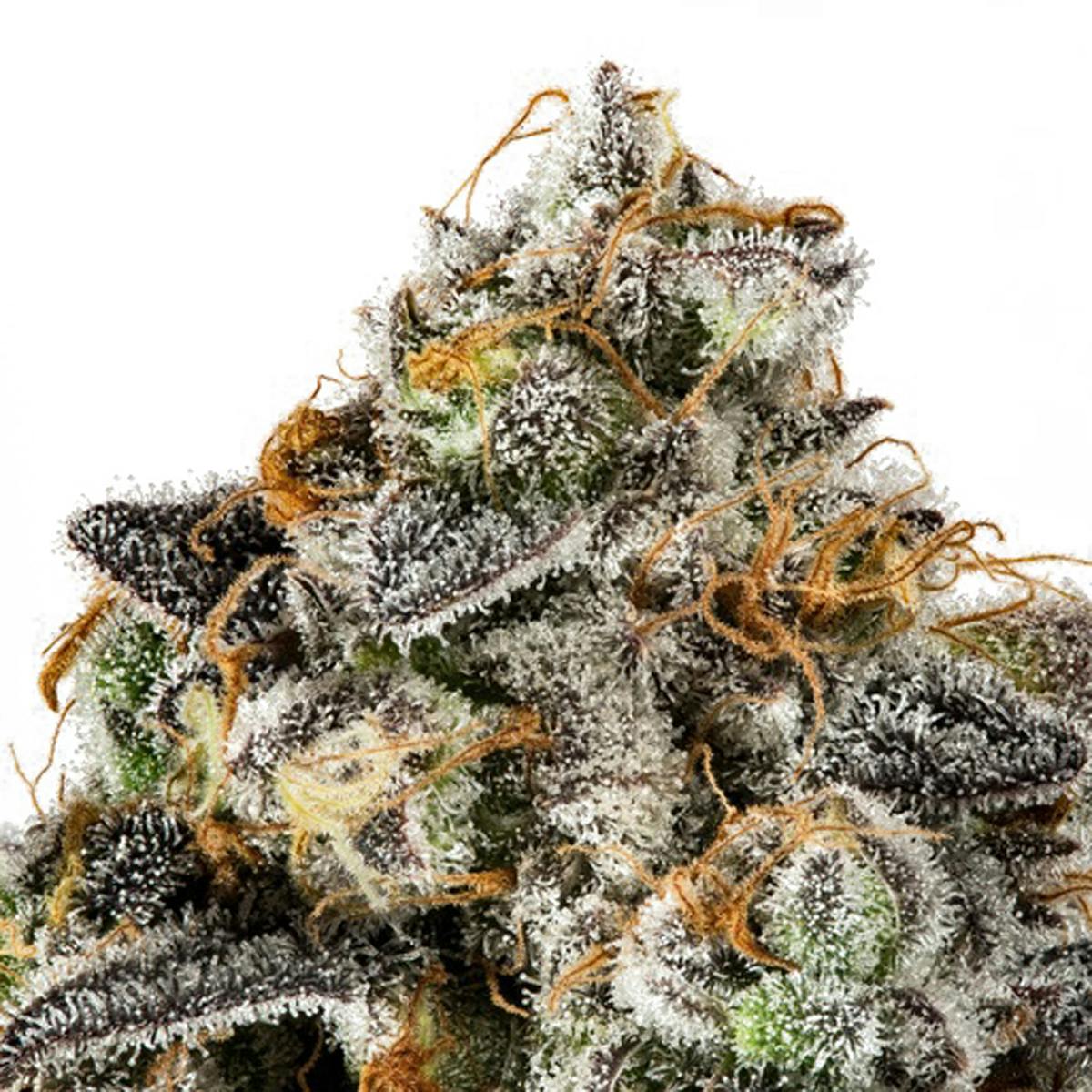 Eugreen Horticulture - Ghost Breath - 1
