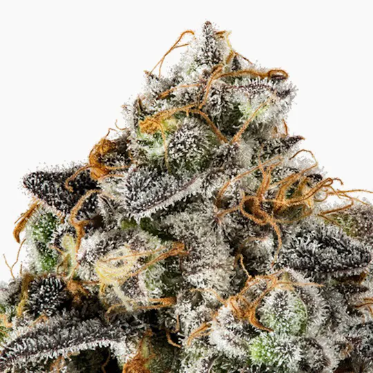 Eugreen Horticulture - Ghost Breath - 1