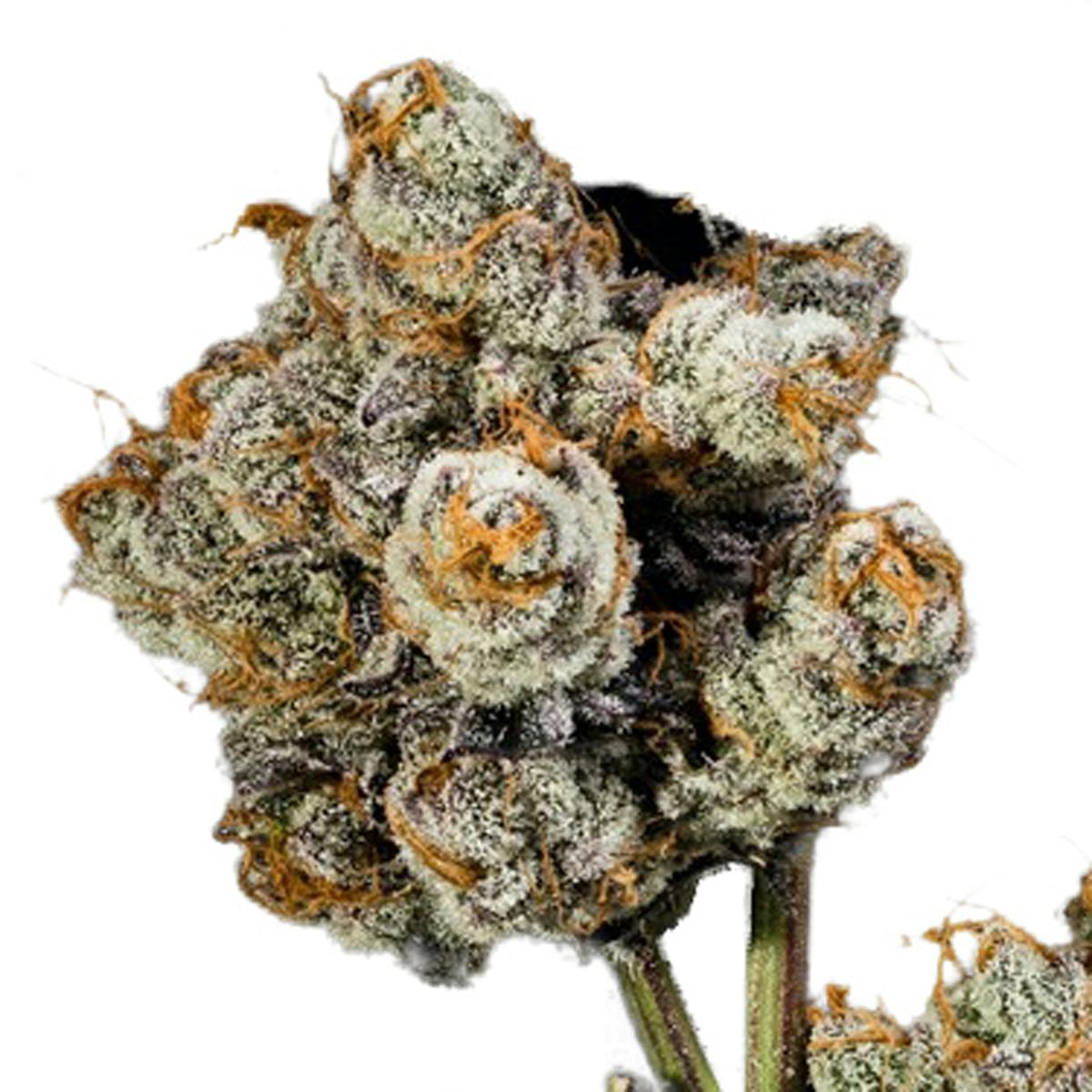 Eugreen Horticulture - Purple Punch - 1