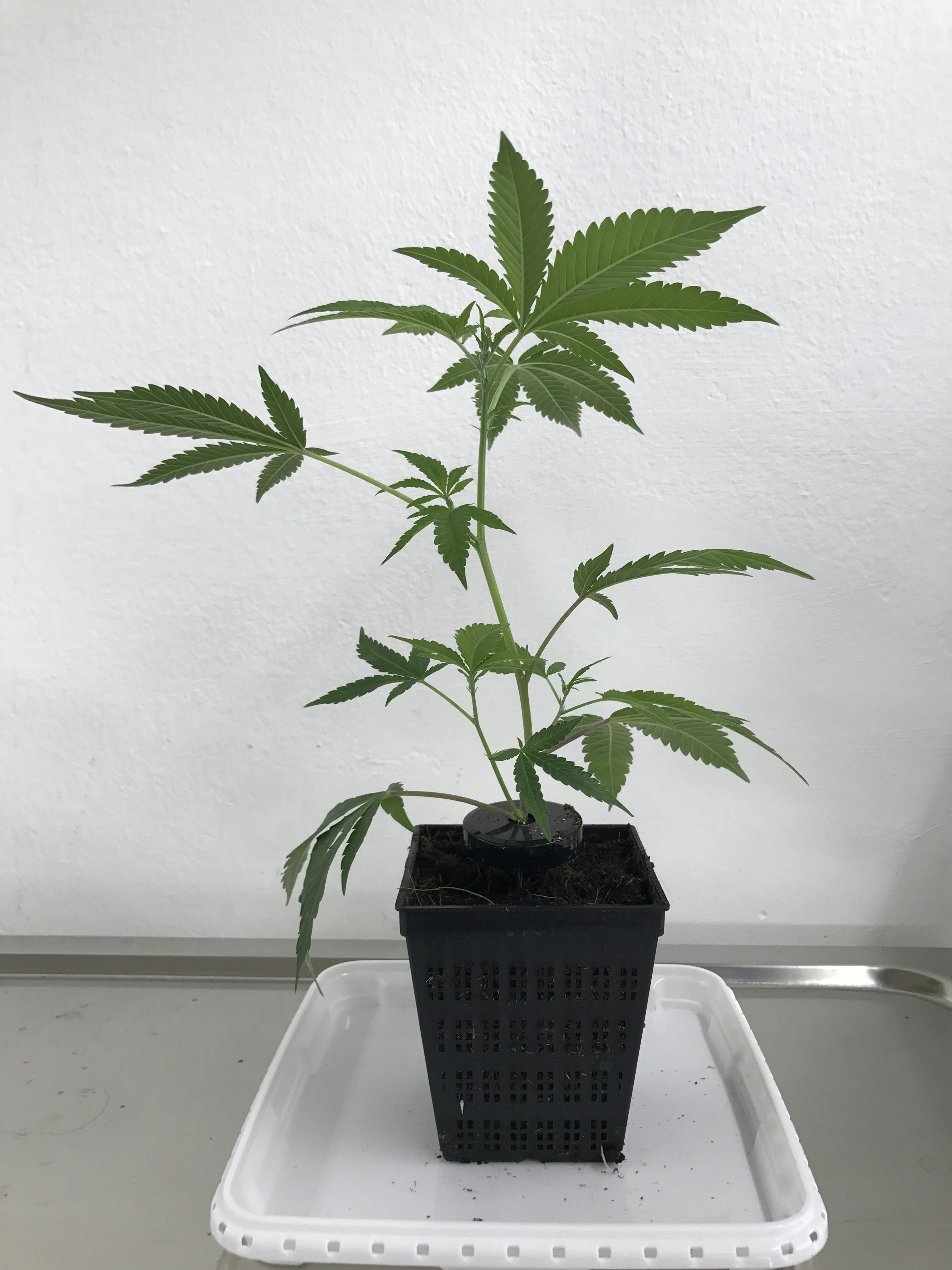 Hemp Health Center - Hanf-Zierpflanze Sativa Clone - 1