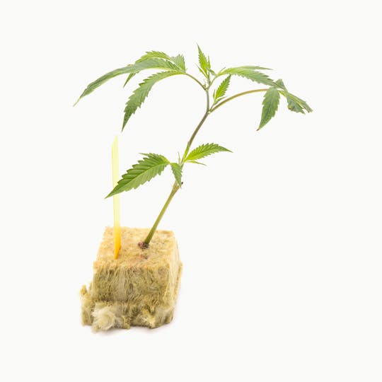 Green Dragon - OG #10 - Clones - 1