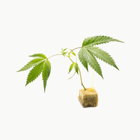 Green Dragon - Sugar Biscuits Clone - 1