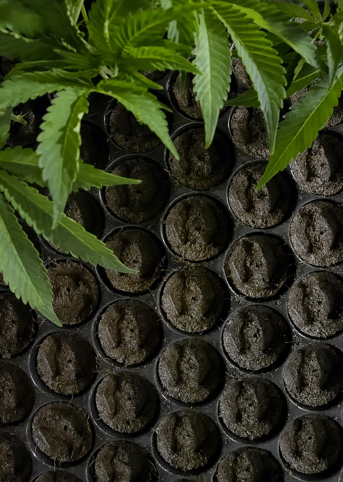 Wunderbaum Expert - Amnesia (HY PRO cut) - 1