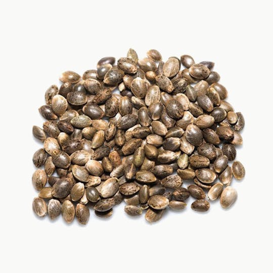 Seeds24.at - Auto Skunk Bulk (Feminisiert) - 1