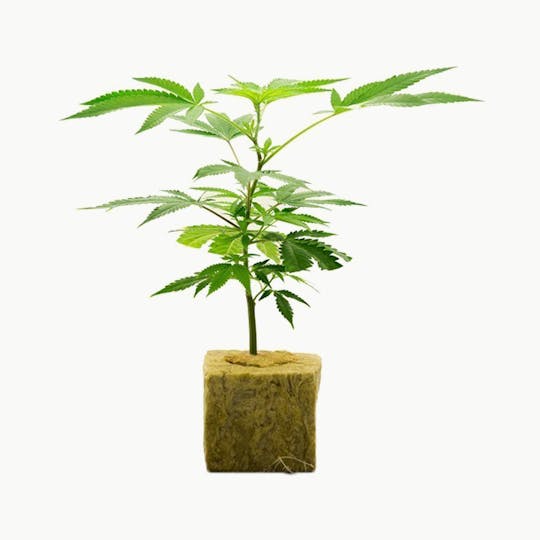 Grüner Daumen - Jack Herer Hanfsteckling - 1