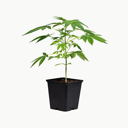 Grüner Daumen - Big Bud Hanfsämling - 1