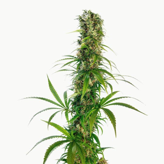 Sensi Seeds - Michka® Feminized - 1