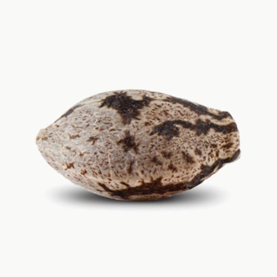 Pura Vida Seeds - Original Bri Bri - 1